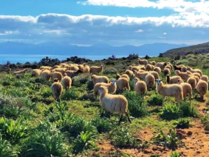 KokkinoChorio theoandco sheeps